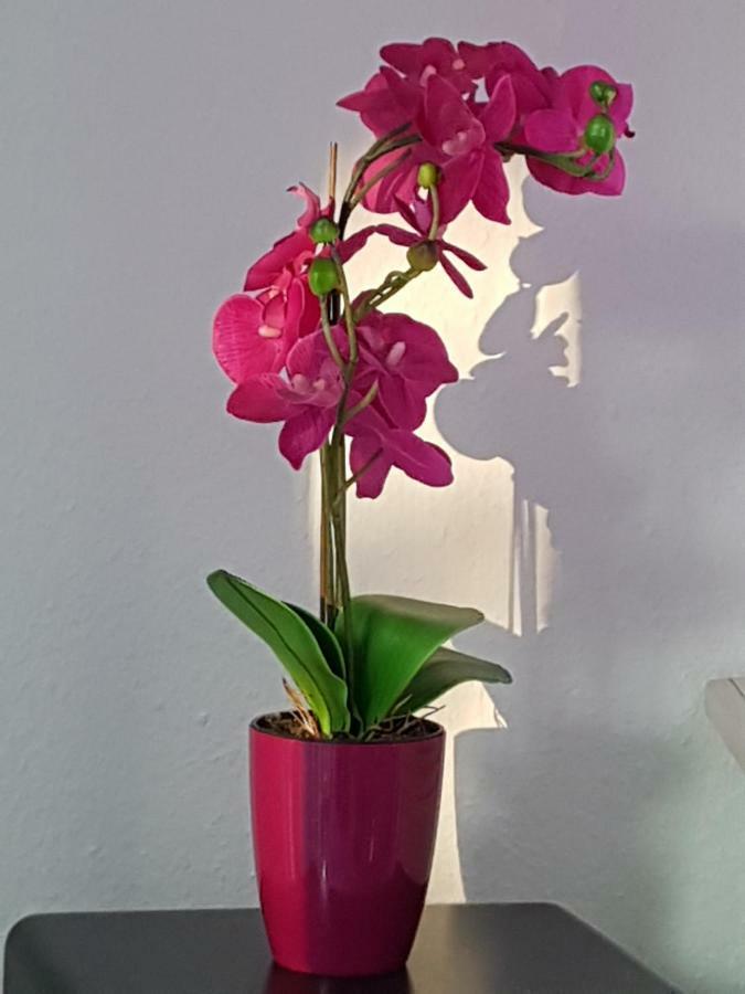 Loft Orchidee Lejlighed Uberlingen Eksteriør billede